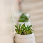 #009 Walk Everywhere